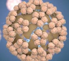 borodavki-papillimavirus