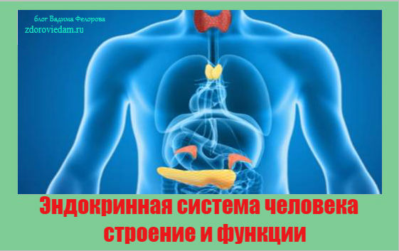 endokrinnaya-sistema-cheloveka-stroenie-i-funktsii