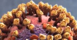 gonkongskij-gripp-poverhnost-virusa